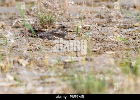 Caspian Eurasian Nightjar seduto per terra in Kazakhstan Maggio 2017.. Foto Stock