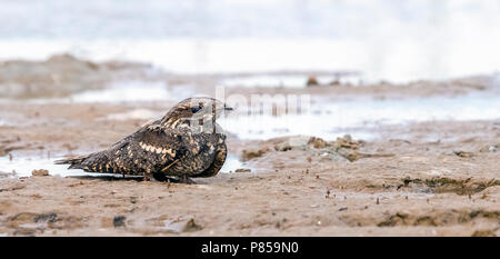 Caspian Eurasian Nightjar seduto per terra in Kazakhstan Maggio 2017.. Foto Stock