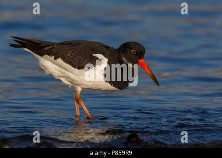 Beccaccia di mare;; Oystercatcher Haematopus ostralegus Foto Stock