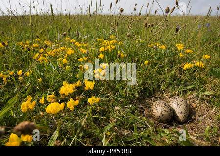 Eurasian Oystercatcher nido su una diga; Scholekster nest op een waddenzee dijk Foto Stock