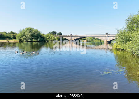 Oche del Canada paletta giù un fiume calmo Trento verso i tre archi di Ponte Gunthorpe nel Nottinghamshire. Foto Stock