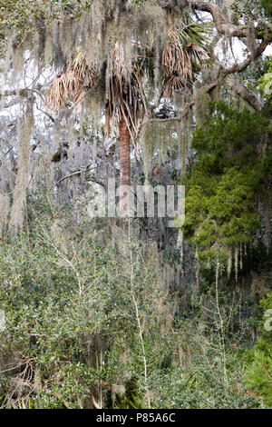 La foresta tropicale in Fort Clinch parco statale, Florida Foto Stock