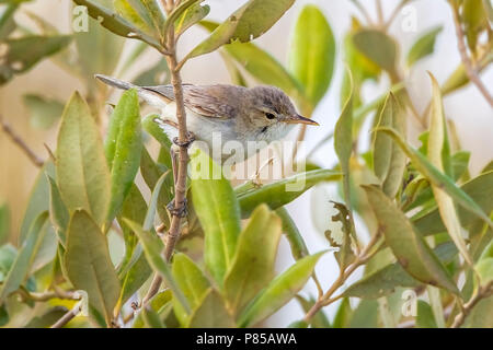 Adulto di mangrovie Olivaceous orientale trillo arroccato su mangrove a Hamata, Egitto, Mar Rosso. Il 24 maggio 2014. Foto Stock