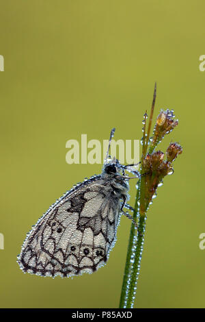 In Dambordje de vegetatie, in marmo bianco nella vegetazione Foto Stock