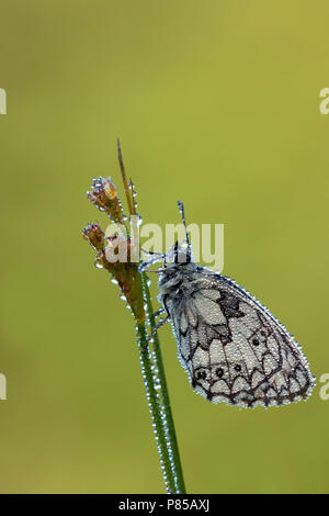 In Dambordje de vegetatie, in marmo bianco nella vegetazione Foto Stock