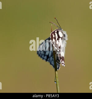 In Dambordje de vegetatie, in marmo bianco nella vegetazione Foto Stock