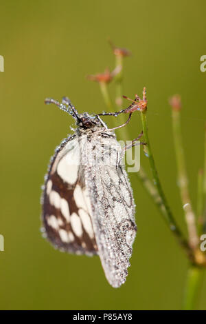 In Dambordje de vegetatie, in marmo bianco nella vegetazione Foto Stock