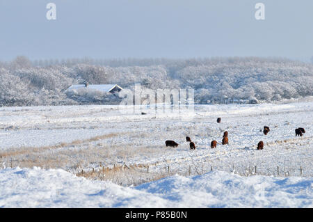 Mariendal, Den Helder, durante il periodo invernale Foto Stock