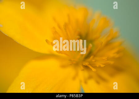 Dotterbloem, Marsh Calendula, Caltha palustrus Foto Stock