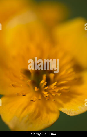 Dotterbloem, Marsh Calendula, Caltha palustrus Foto Stock