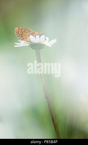 Rustende moerasparelmoervlinder / appoggiato Marsh Fritillary Foto Stock