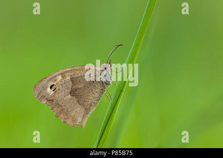 Bruin Zandoogje; Prato Brown Foto Stock