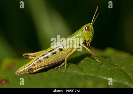 Prato Grasshopper Netherland, Krasser Nederland Foto Stock