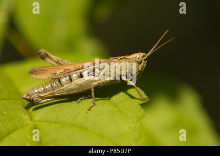Prato Grasshopper Netherland, Krasser Nederland Foto Stock