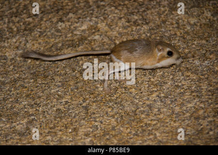 Merriams kangoeroegoffer, Merriam il ratto canguro Foto Stock