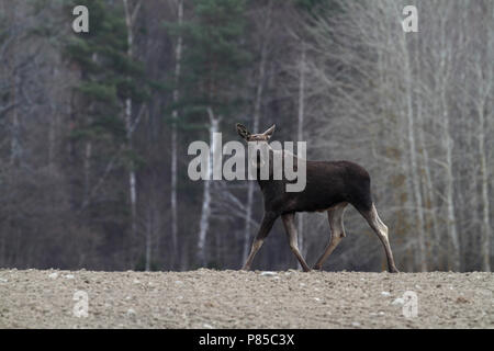 Eland, Eurasian elk Foto Stock