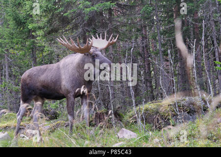 Maschio di alce in Svezia Foto Stock