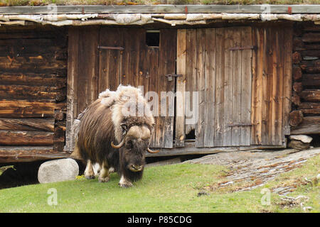 Il muschio di buoi in Norvegia Foto Stock