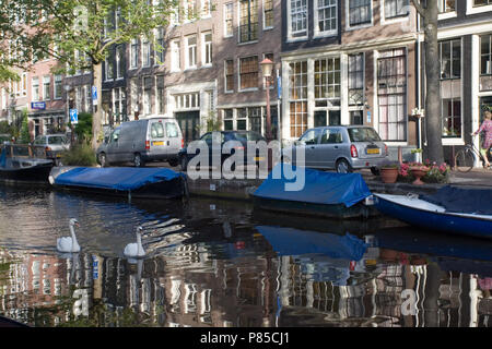 Knobbelzwaan paar zwemmend in Amsterdamse gracht; Cigno coppia nuoto nei canali di Amsterdam Foto Stock