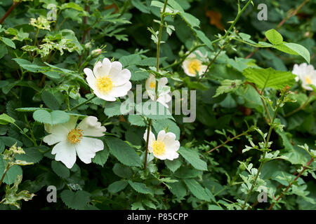 Field Rose Rosa Arvensis Flower, Inghilterra, Regno Unito. Foto Stock
