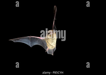 Ruige Dwergvleermuis in de vlucht; Nathusius Pipistrelle in volo Foto Stock