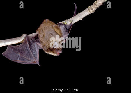 Ruige Dwergvleermuis aan een tak; Nathusius Pipistrelle su un ramo Foto Stock