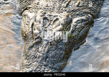 Metà Nijlkrokodil onder acqua; coccodrillo del Nilo sommerso Foto Stock