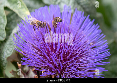 Le api a caccia di nettare in un carciofo in fiore in un giardino di Camden Town in Inghilterra nel mese di luglio 2018 Foto Stock