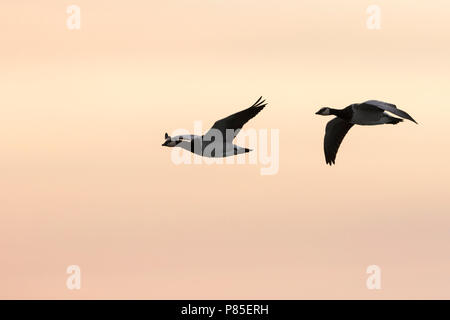 Barnacle Goose - Nonnengans - Branta leucopsis, Germania Foto Stock