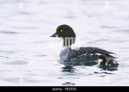 Barrow di Goldeneye, IJslandse Brilduiker, Bucephala islandica, Islanda, femmina adulta con le ochette Foto Stock