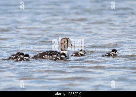 Barrow di Goldeneye, IJslandse Brilduiker, Bucephala islandica femmina adulta con le ochette Foto Stock