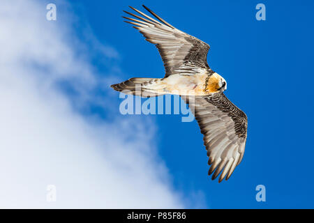 Adulto Gipeto (Gypaetus barbatus) volando sul passo del Gemmi La Svizzera Foto Stock