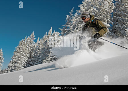 Sci di fondo in polvere di neve attraverso gli alberi a Brighton Resort, Utah, Stati Uniti d'America Foto Stock