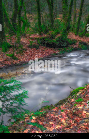 Colorato outdoor lunga esposizione di un piccolo ruscello / creek in una foresta con radici, alberi, MOSS, fogliame e linee in fantasia fiaba umore Foto Stock