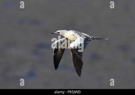 Rosso-footed Booby (Sula sula) in volo sopra il mid-oceano atlantico. Foto Stock