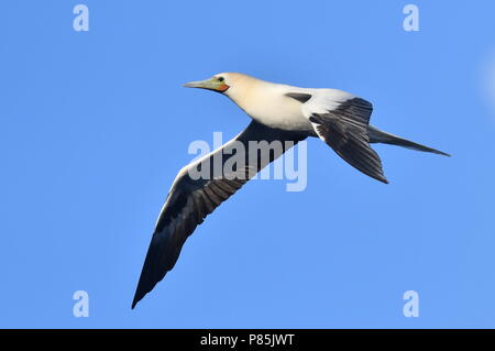 Rosso-footed Booby (Sula sula) in volo sopra il mid-oceano atlantico. Foto Stock