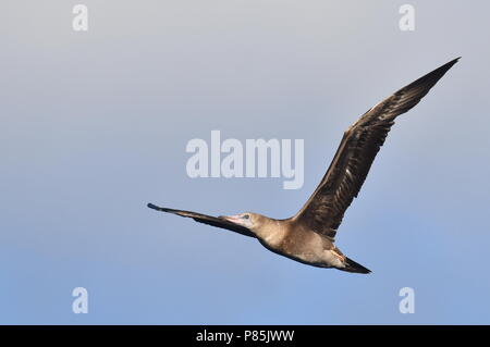 Rosso-footed Booby (Sula sula) in volo sopra il mid-oceano atlantico. Foto Stock