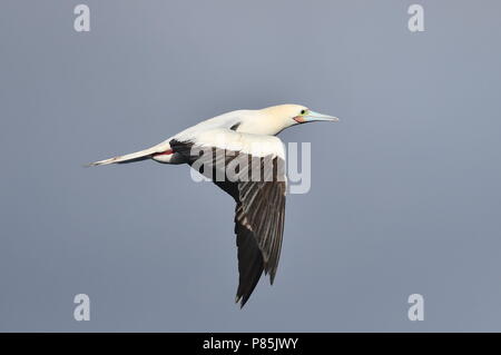 Rosso-footed Booby (Sula sula) in volo sopra il mid-oceano atlantico. Foto Stock