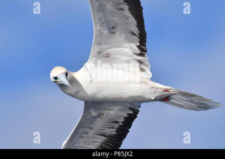 Rosso-footed Booby (Sula sula) in volo sopra il mid-oceano atlantico. Foto Stock