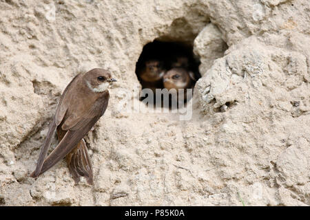Oeverzwaluw bij nido; sabbia nesting martins Foto Stock