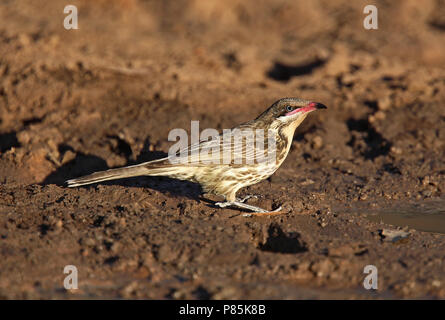 Spinosa-cheeked Honeyeater (Acanthagenys rufogularis), un socievole, aggressivo specie endemiche di uccelli di Australia, e spesso osservato rovistando in grande Foto Stock