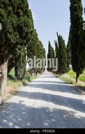 Cipressi in un giardino in Toscana. Foto Stock