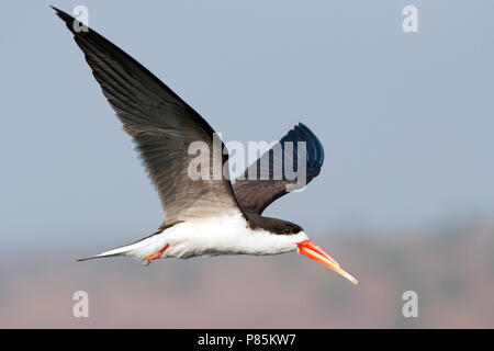 Skimmer africano, Afrikaanse Schaarbek Foto Stock