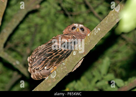 Wood-Owl africana (Strix woodfordii) durante la notte in Africa. Foto Stock