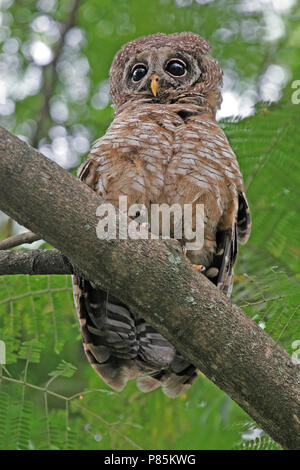 Wood-Owl africana (Strix woodfordii) durante la notte in Africa in Tanzania Foto Stock