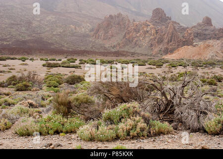 Landschap El Teide Tenerife; paesaggio El Teide Tenerife Foto Stock