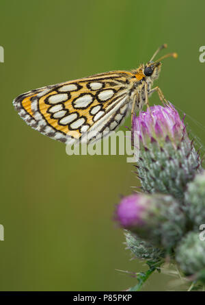 Rustend spiegeldikkopje / appoggiato grandi Skipper a scacchi Foto Stock