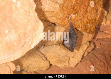 Slapende Kleine Hoefijzerneus; dormire a ferro di cavallo minore Bat Foto Stock