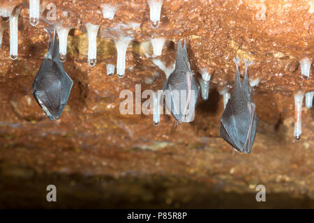 Slapende Kleine Hoefijzerneus; dormire a ferro di cavallo minore Bat Foto Stock