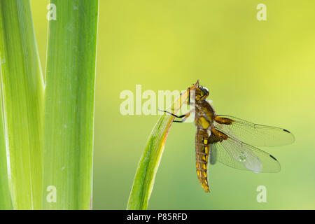 Vers uitgeslopen Platbuik, recentemente emerso ampio corposo chaser Foto Stock